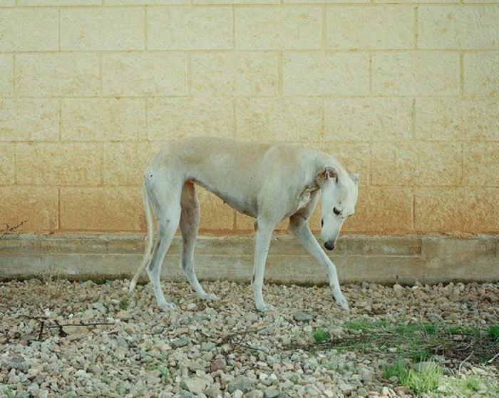 El vídeo de estos dos perros te partirá el corazón