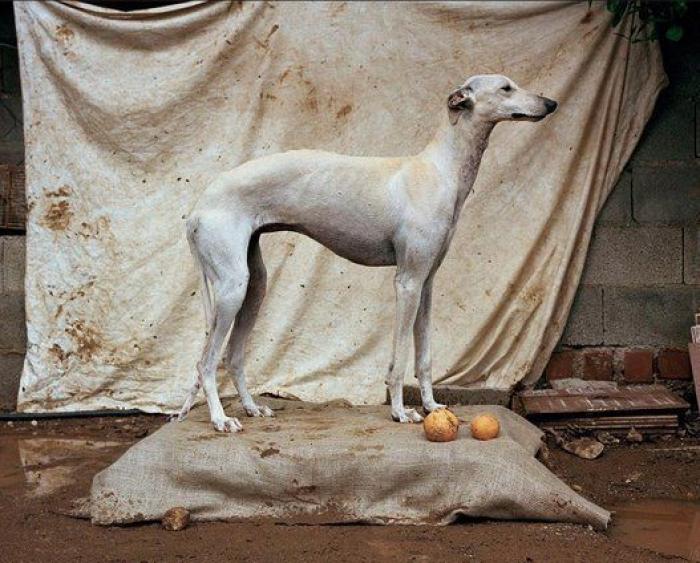 El vídeo de estos dos perros te partirá el corazón