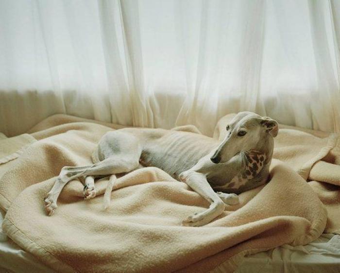 El vídeo de estos dos perros te partirá el corazón