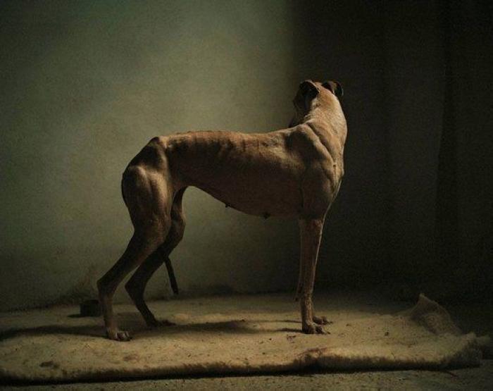 El vídeo de estos dos perros te partirá el corazón