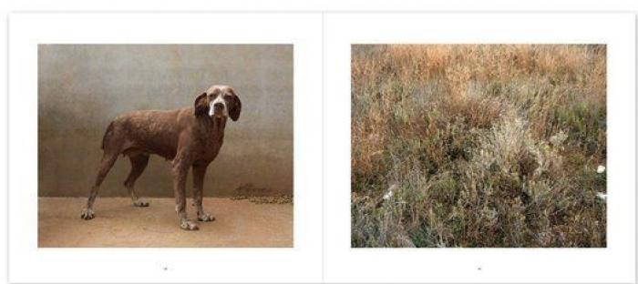 El vídeo de estos dos perros te partirá el corazón