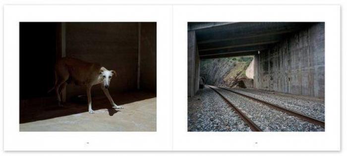 El vídeo de estos dos perros te partirá el corazón