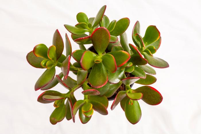 13 plantas de interior para jardineros torpes