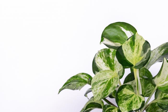 13 plantas de interior para jardineros torpes