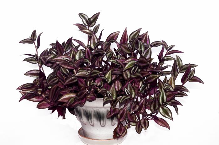 13 plantas de interior para jardineros torpes