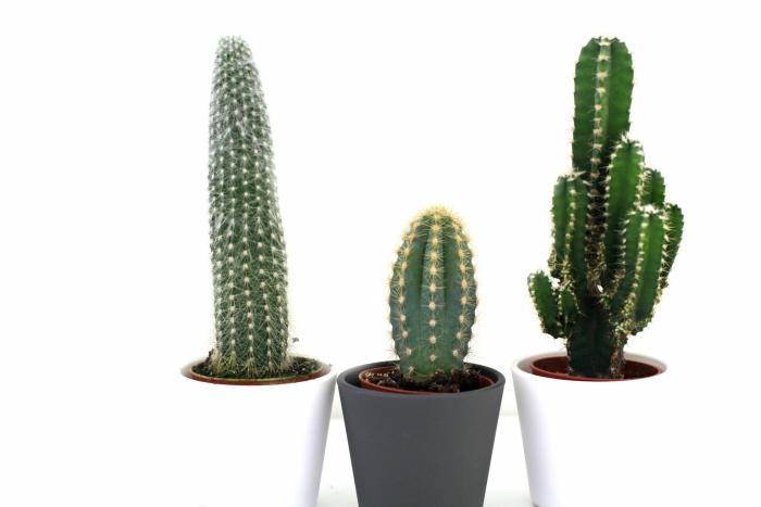 13 plantas de interior para jardineros torpes