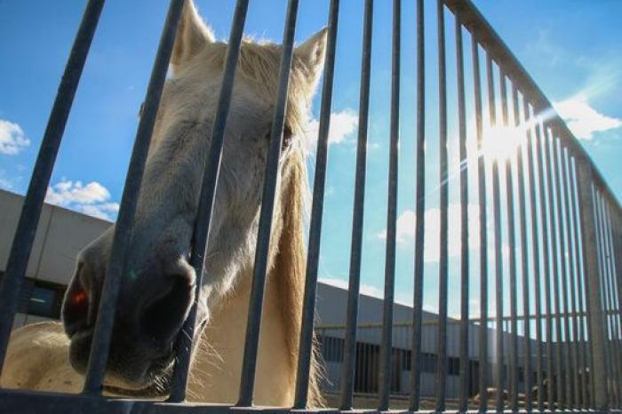 La bendición es la adopción: San Antón en el Centro de Protección de Animales de Madrid