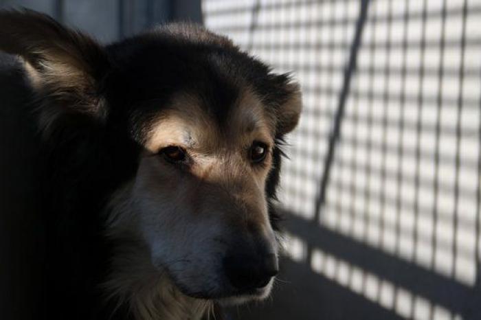 La bendición es la adopción: San Antón en el Centro de Protección de Animales de Madrid