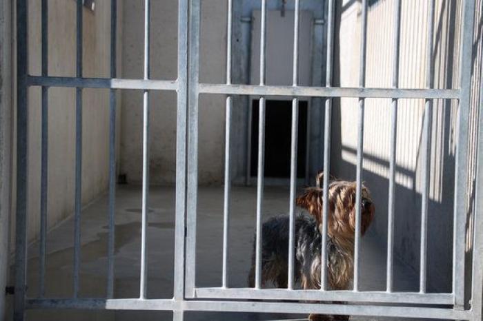 La bendición es la adopción: San Antón en el Centro de Protección de Animales de Madrid