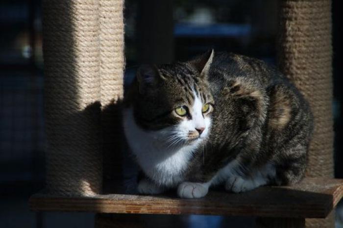 La bendición es la adopción: San Antón en el Centro de Protección de Animales de Madrid