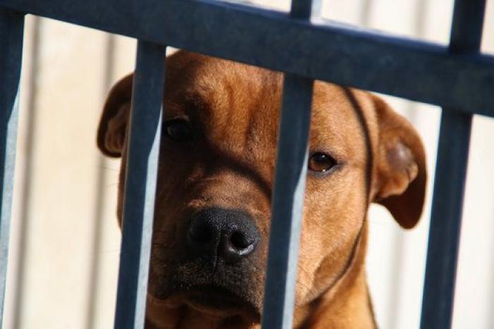 La bendición es la adopción: San Antón en el Centro de Protección de Animales de Madrid