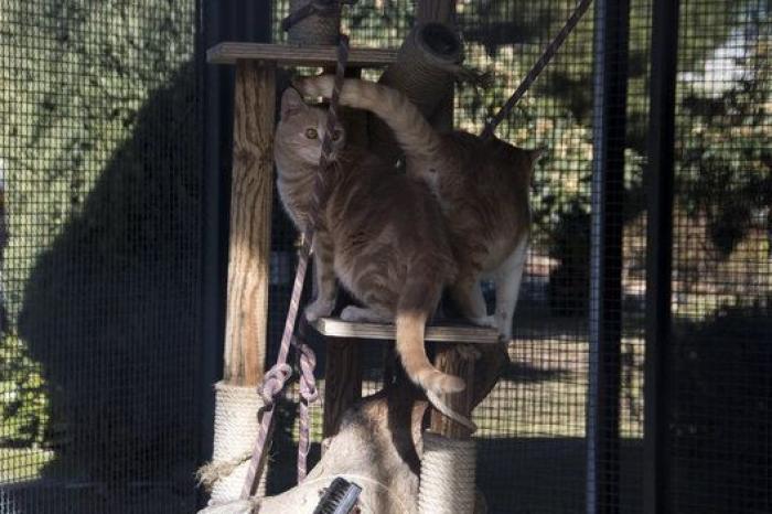 La bendición es la adopción: San Antón en el Centro de Protección de Animales de Madrid