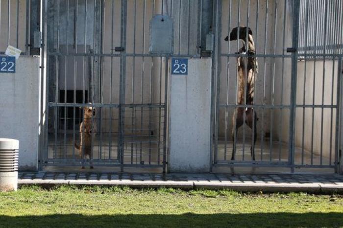 La bendición es la adopción: San Antón en el Centro de Protección de Animales de Madrid
