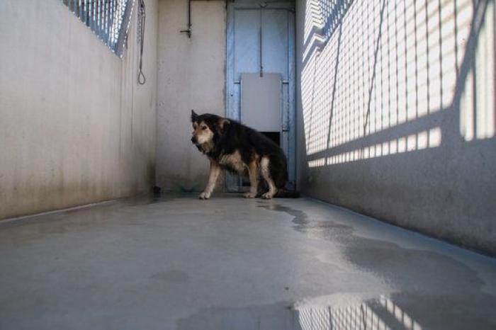La bendición es la adopción: San Antón en el Centro de Protección de Animales de Madrid