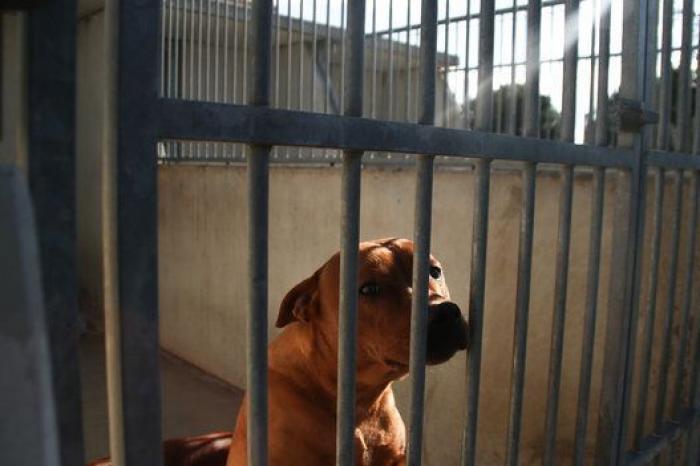 La bendición es la adopción: San Antón en el Centro de Protección de Animales de Madrid
