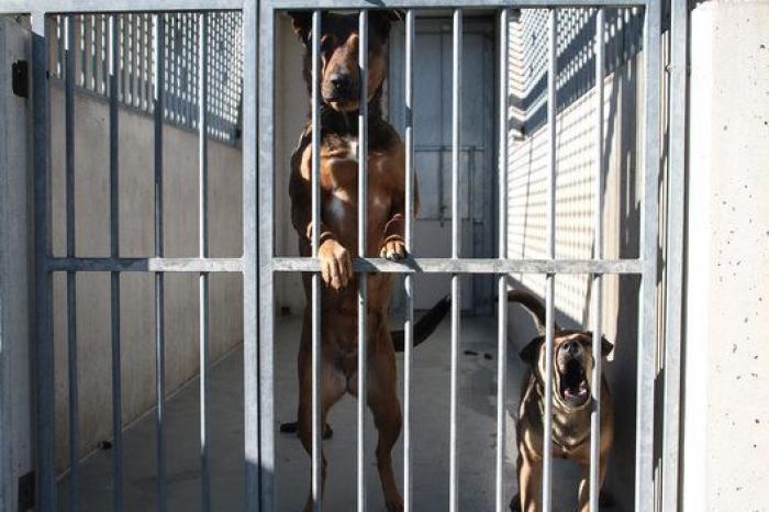 La bendición es la adopción: San Antón en el Centro de Protección de Animales de Madrid