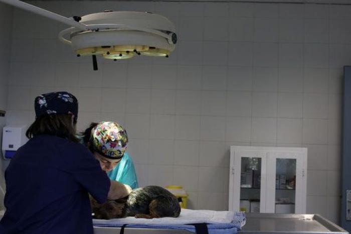 La bendición es la adopción: San Antón en el Centro de Protección de Animales de Madrid