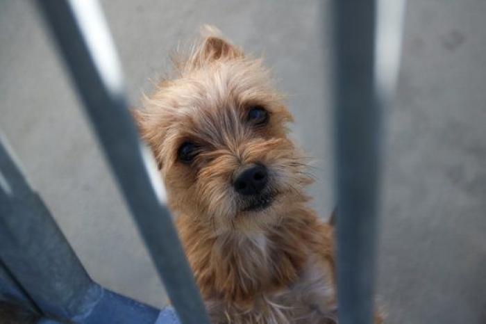 La bendición es la adopción: San Antón en el Centro de Protección de Animales de Madrid