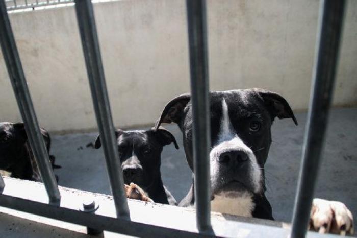La bendición es la adopción: San Antón en el Centro de Protección de Animales de Madrid