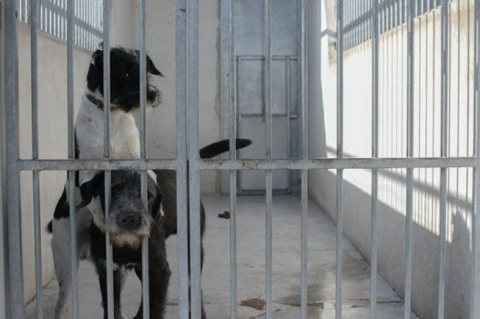 La bendición es la adopción: San Antón en el Centro de Protección de Animales de Madrid