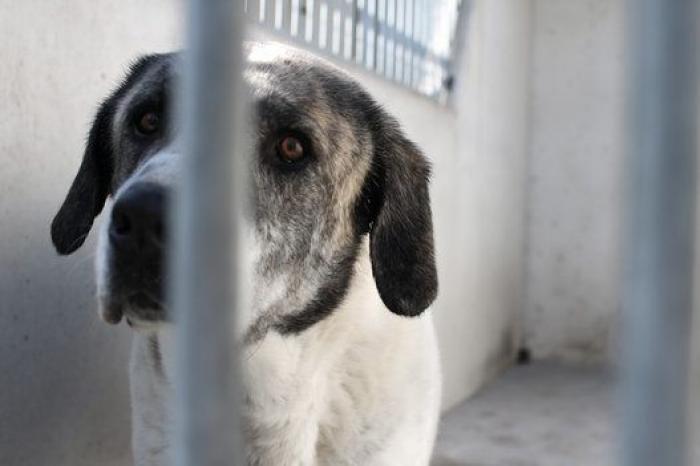La bendición es la adopción: San Antón en el Centro de Protección de Animales de Madrid