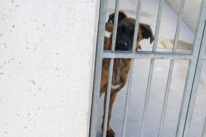 La bendición es la adopción: San Antón en el Centro de Protección de Animales de Madrid