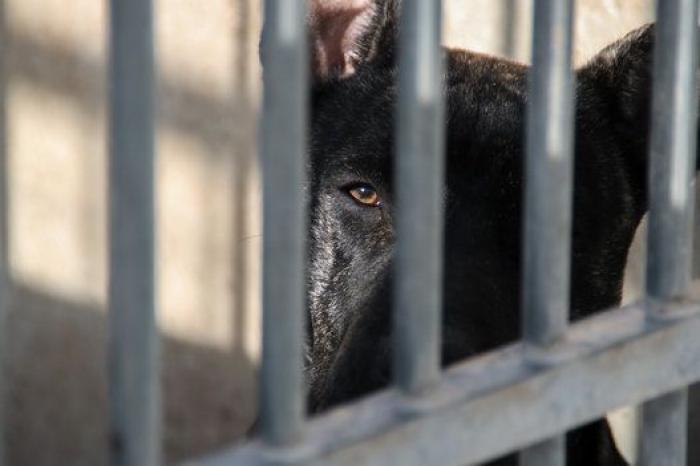La bendición es la adopción: San Antón en el Centro de Protección de Animales de Madrid