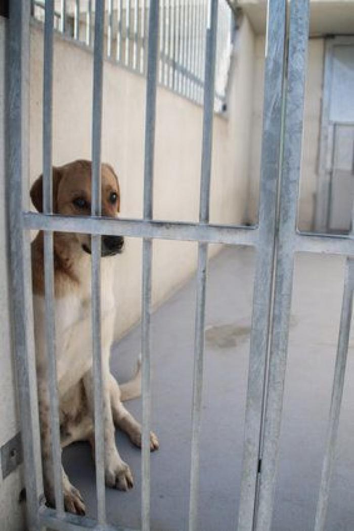 La bendición es la adopción: San Antón en el Centro de Protección de Animales de Madrid