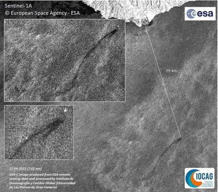 Avistan cerca de Gran Canaria el primer delfín manchado de petróleo