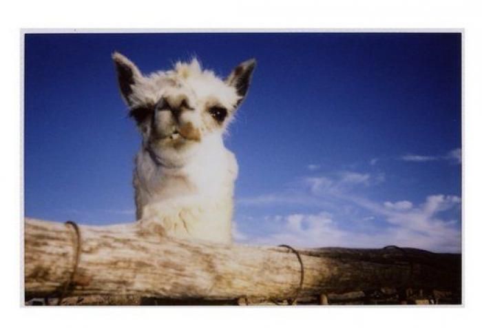 Hawkeye Huey, el fotógrafo de 5 años que triunfa en Instagram