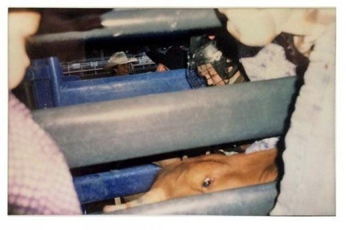 Hawkeye Huey, el fotógrafo de 5 años que triunfa en Instagram