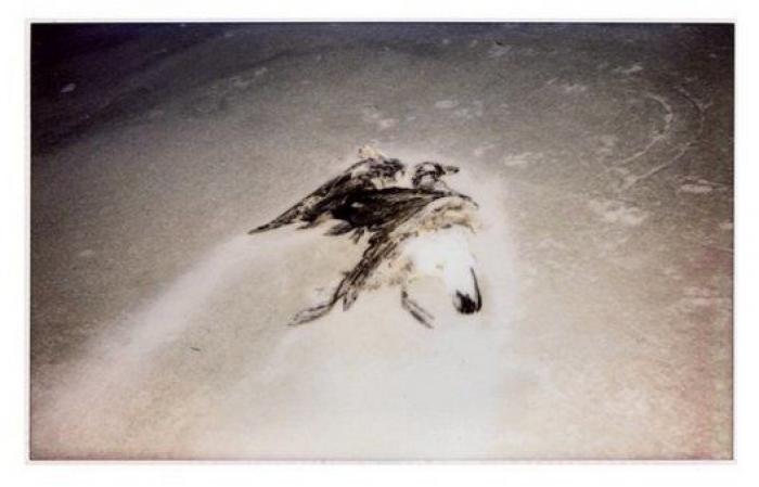 Hawkeye Huey, el fotógrafo de 5 años que triunfa en Instagram