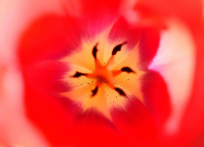 Las FOTAZAS del estallido de la primavera