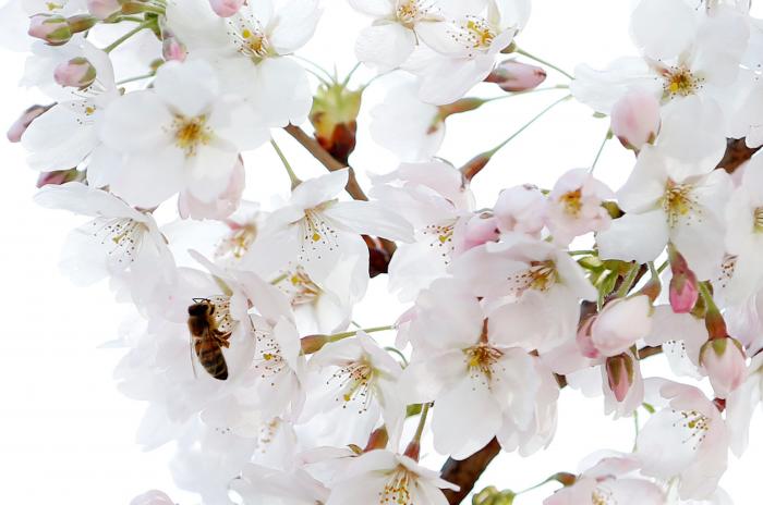 Las FOTAZAS del estallido de la primavera