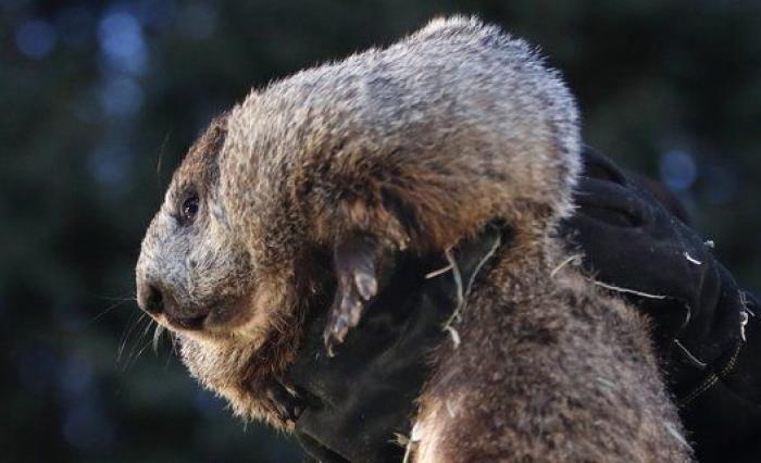 La marmota meteoróloga predice un invierno largo en EEUU