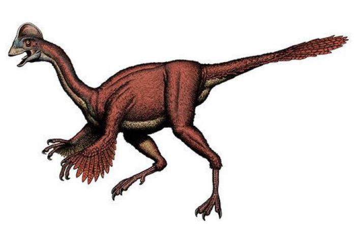 Las diez especies más asombrosas descubiertas en 2014 (FOTOS)