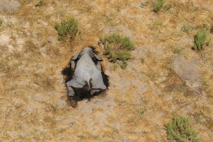 Botsuana investiga la misteriosa muerte de 275 elefantes en los últimos días