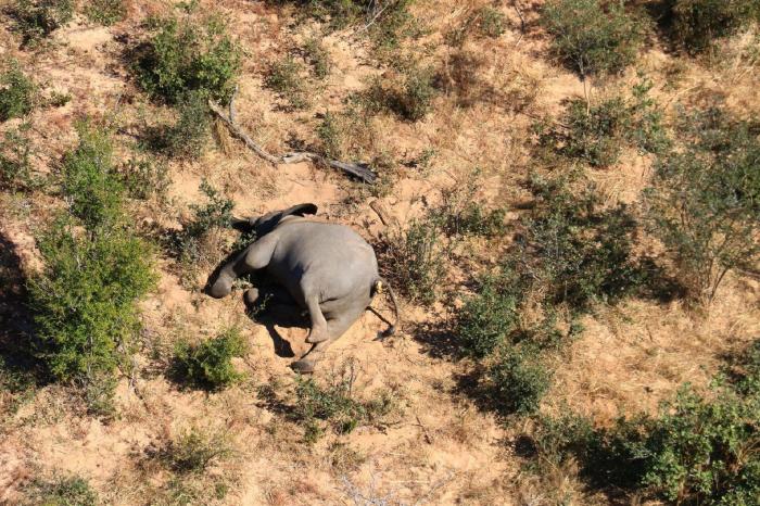 Botsuana investiga la misteriosa muerte de 275 elefantes en los últimos días