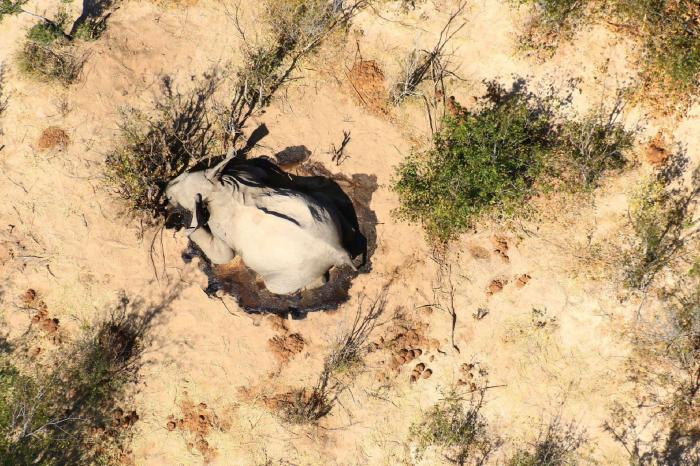 Botsuana investiga la misteriosa muerte de 275 elefantes en los últimos días