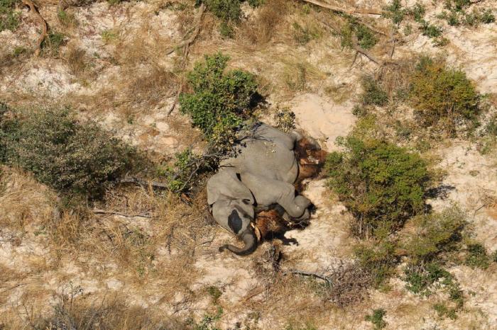 Botsuana investiga la misteriosa muerte de 275 elefantes en los últimos días