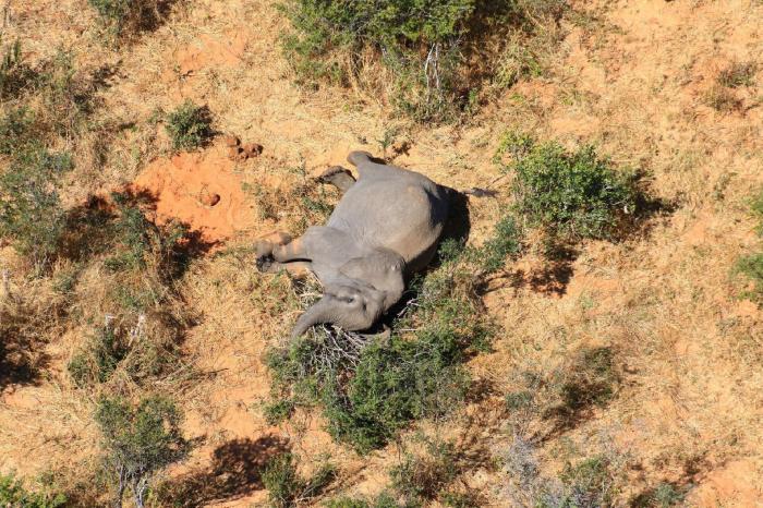Botsuana investiga la misteriosa muerte de 275 elefantes en los últimos días
