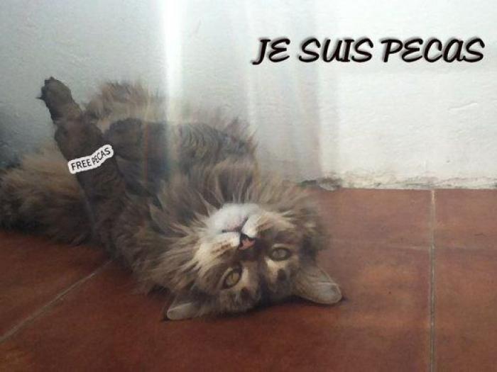 Una concentración en Madrid para pedir la "libertad" del perro de Aguirre (FOTOS)