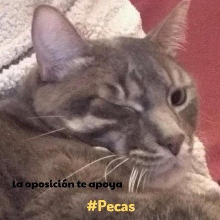 Una concentración en Madrid para pedir la "libertad" del perro de Aguirre (FOTOS)