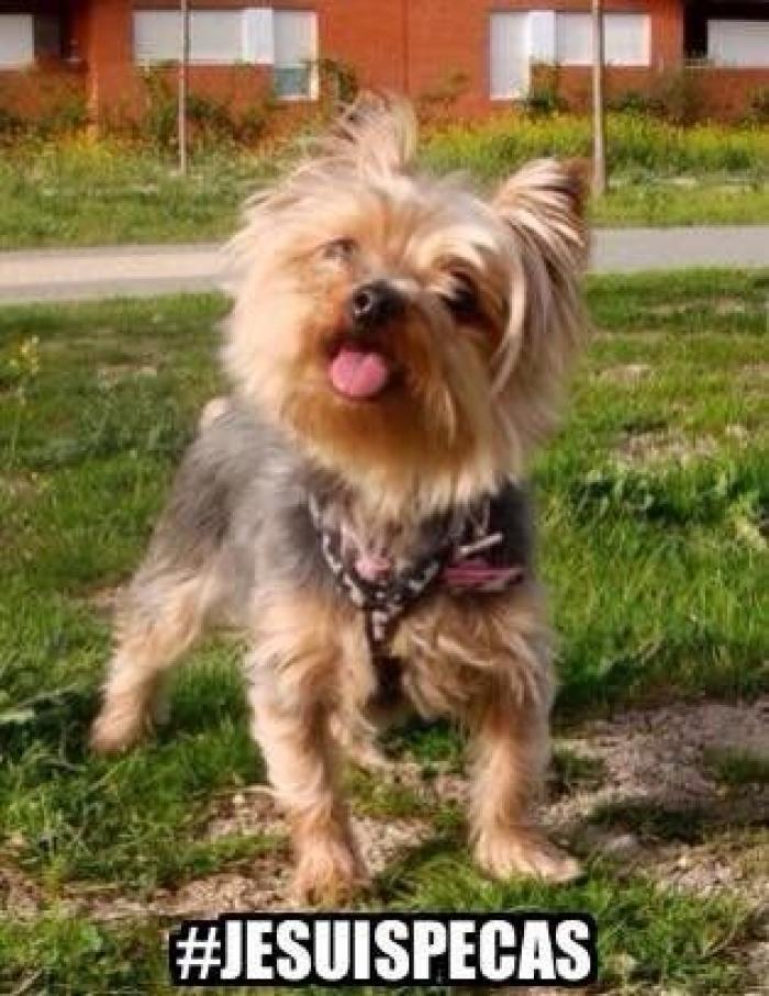 Una concentración en Madrid para pedir la "libertad" del perro de Aguirre (FOTOS)