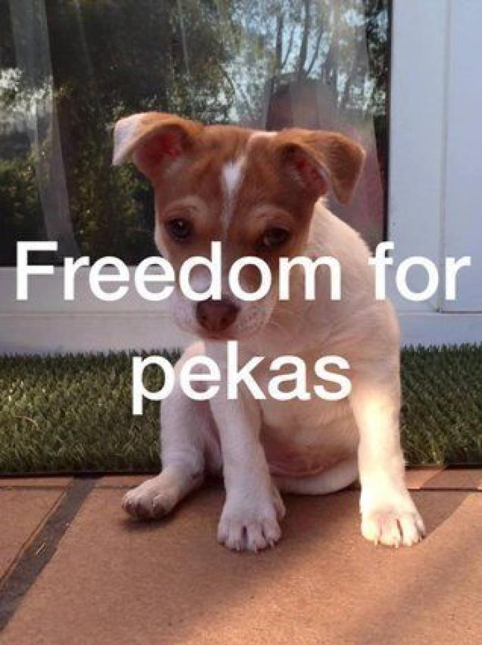 Una concentración en Madrid para pedir la "libertad" del perro de Aguirre (FOTOS)