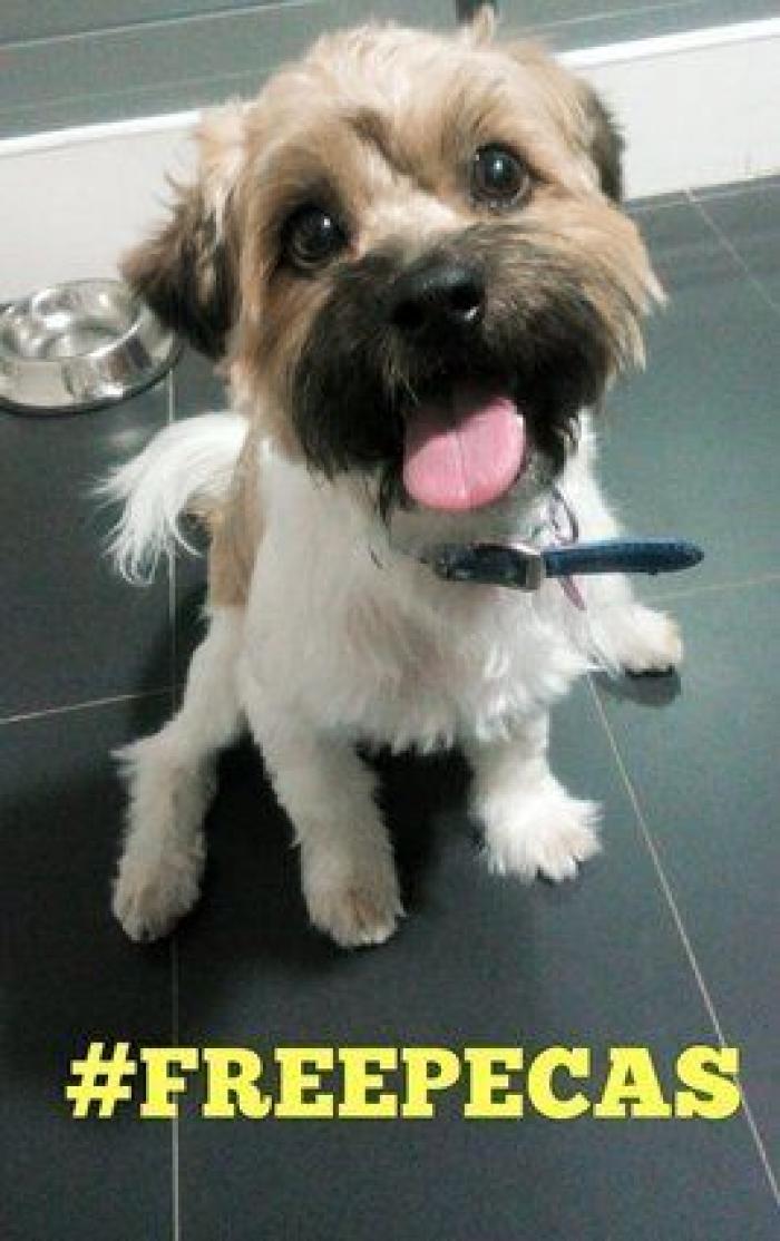 Una concentración en Madrid para pedir la "libertad" del perro de Aguirre (FOTOS)