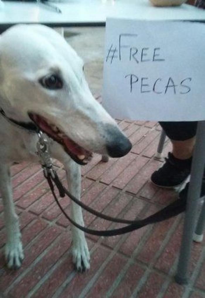 Una concentración en Madrid para pedir la "libertad" del perro de Aguirre (FOTOS)