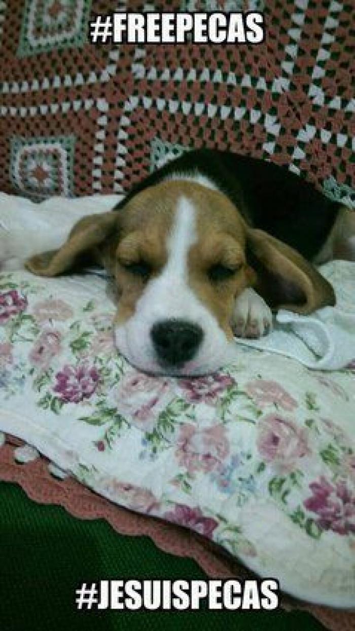 Una concentración en Madrid para pedir la "libertad" del perro de Aguirre (FOTOS)