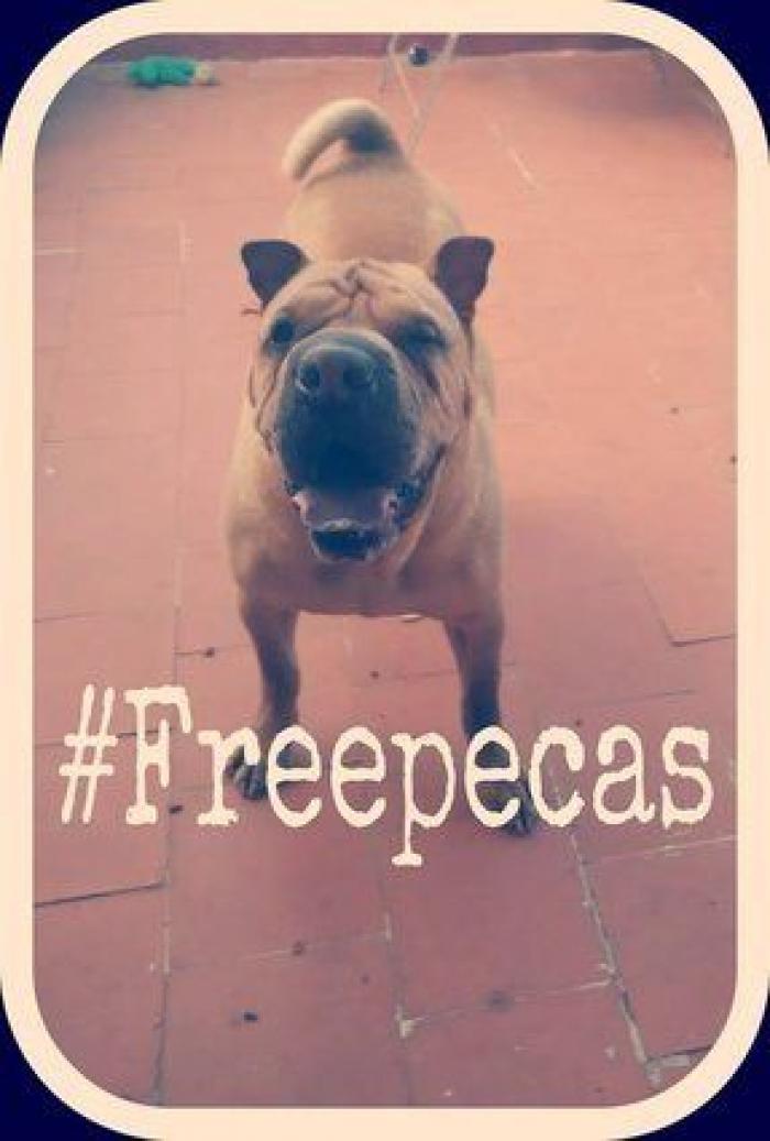 Una concentración en Madrid para pedir la "libertad" del perro de Aguirre (FOTOS)