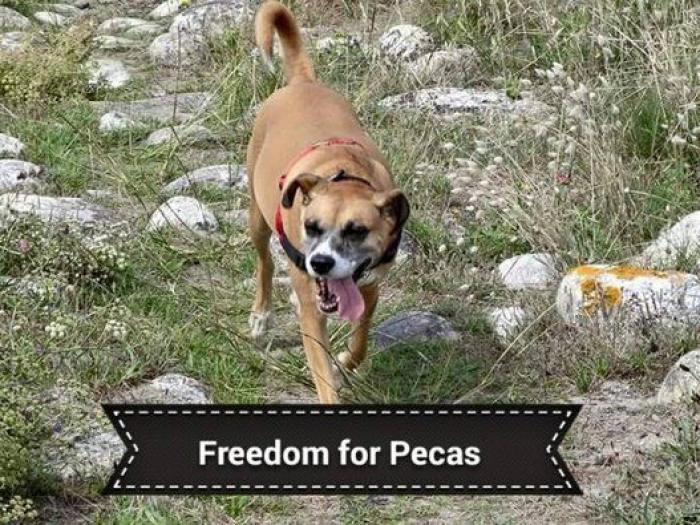 Una concentración en Madrid para pedir la "libertad" del perro de Aguirre (FOTOS)